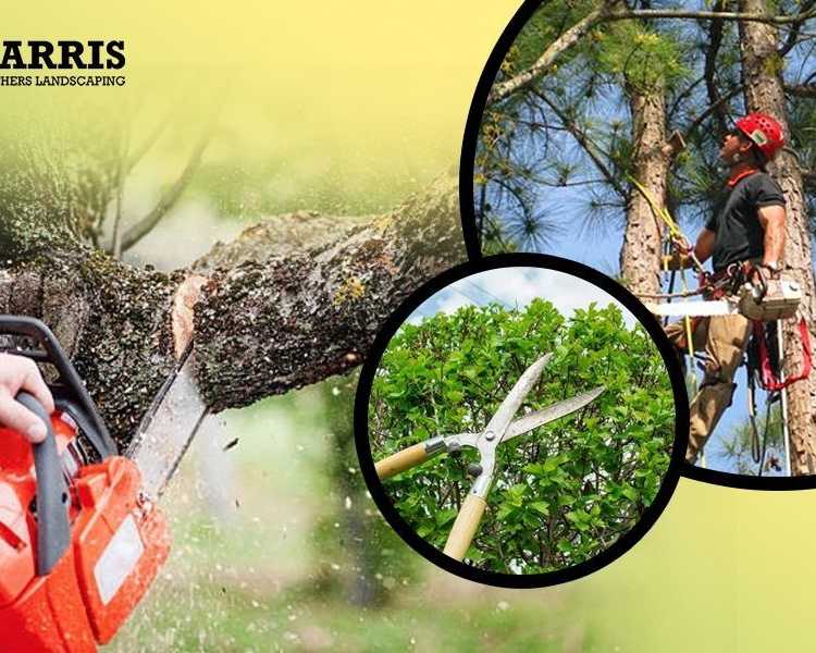 dependable-tree-removal-company-in-hammonton