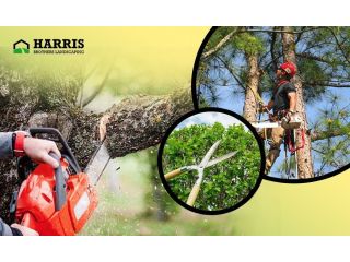 dependable-tree-removal-company-in-hammonton-small-0