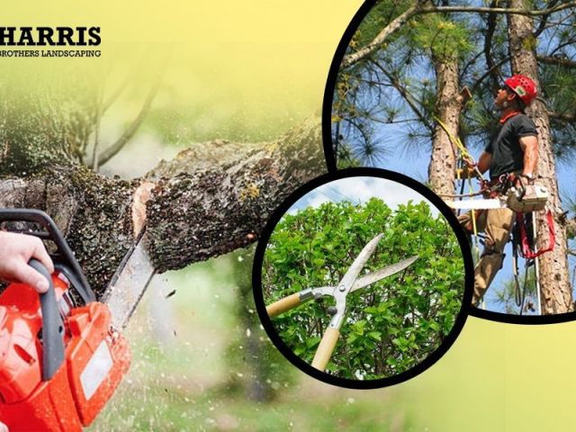 dependable-tree-removal-company-in-hammonton