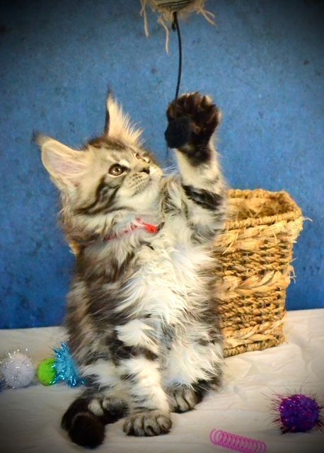 maine-coon-kittens-mn-trusted-breeder-for-loving-companions-big-0