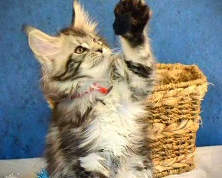 maine-coon-kittens-mn-trusted-breeder-for-loving-companions
