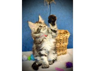 maine-coon-kittens-mn-trusted-breeder-for-loving-companions-small-0