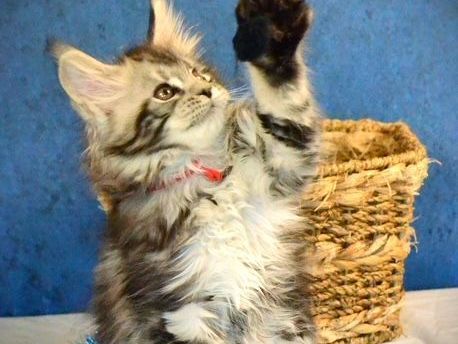 maine-coon-kittens-mn-trusted-breeder-for-loving-companions