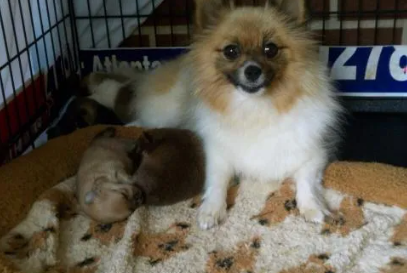 cute-pomeranian-puppies-near-me-available-today-big-0