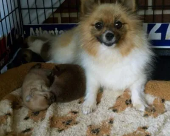 cute-pomeranian-puppies-near-me-available-today
