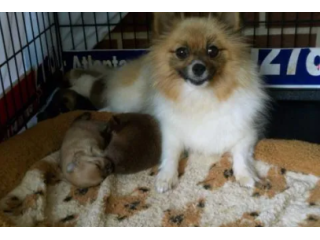 cute-pomeranian-puppies-near-me-available-today-small-0