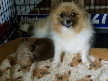 cute-pomeranian-puppies-near-me-available-today