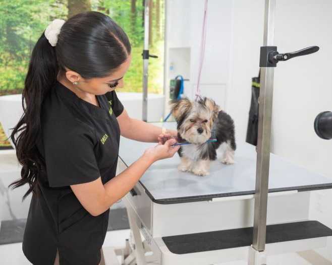 top-rated-dog-grooming-packages-in-north-hollywood-usa