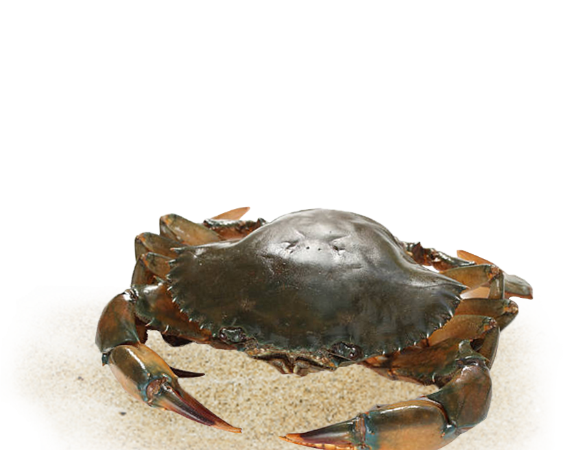 crab-fattening-box