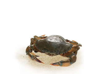 crab-fattening-box-small-0