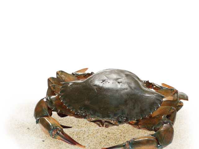 crab-fattening-box