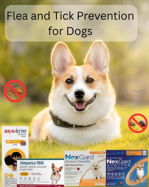 best-flea-and-tick-prevention-for-dogs-chews-topicals-more-big-0