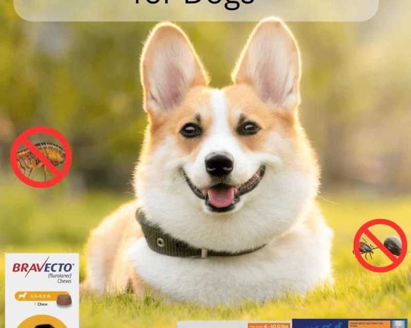 best-flea-and-tick-prevention-for-dogs-chews-topicals-more