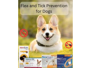 best-flea-and-tick-prevention-for-dogs-chews-topicals-more-small-0