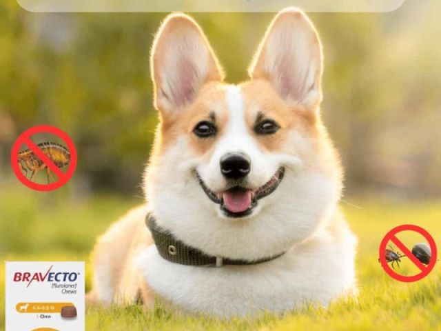 best-flea-and-tick-prevention-for-dogs-chews-topicals-more