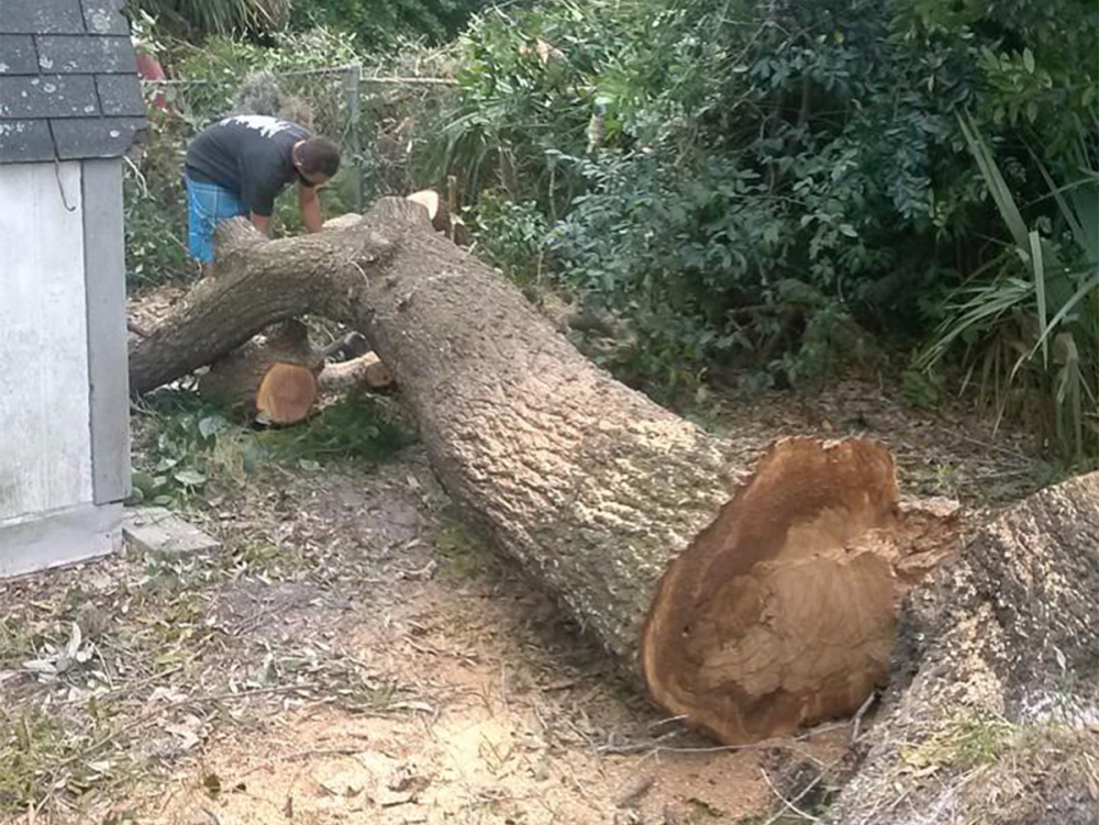 trinity-tree-service-for-yard-and-property-maintenance-big-0