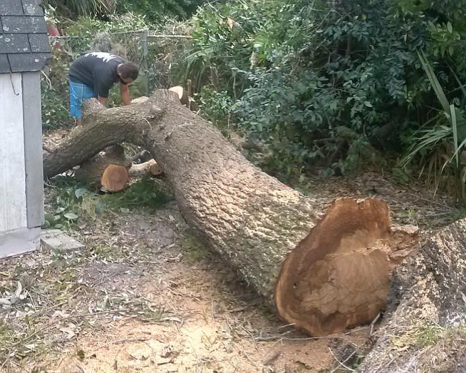 trinity-tree-service-for-yard-and-property-maintenance