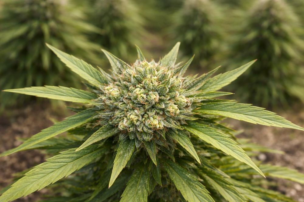 where-can-i-buy-thc-infused-drinks-near-me-in-charlotte-big-0