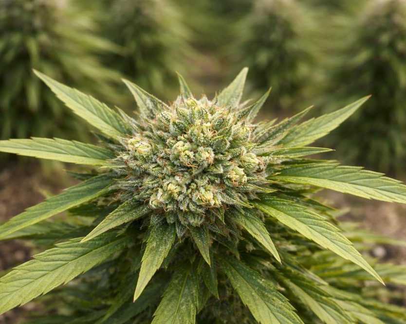 where-can-i-buy-thc-infused-drinks-near-me-in-charlotte