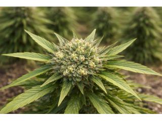 where-can-i-buy-thc-infused-drinks-near-me-in-charlotte-small-0