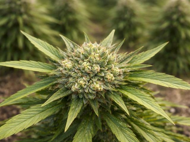 where-can-i-buy-thc-infused-drinks-near-me-in-charlotte
