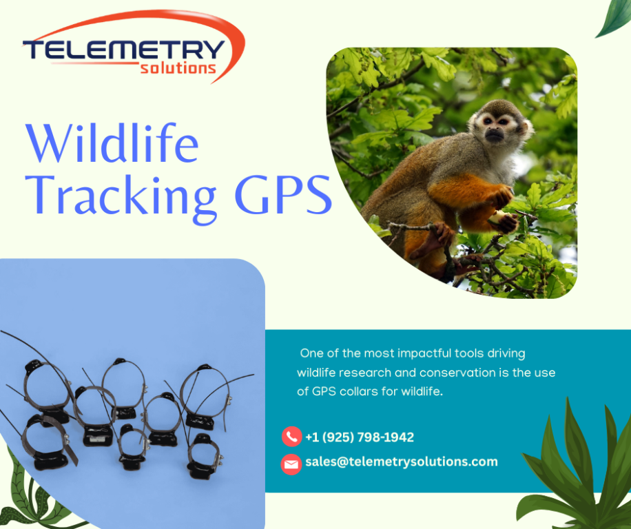 advanced-wildlife-tracking-gps-solutions-for-research-big-0
