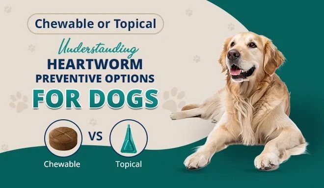heartworm-prevention-for-dogs-chewable-vs-topical-treatments-big-0