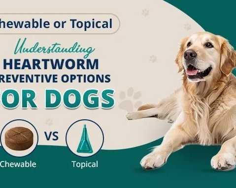 heartworm-prevention-for-dogs-chewable-vs-topical-treatments