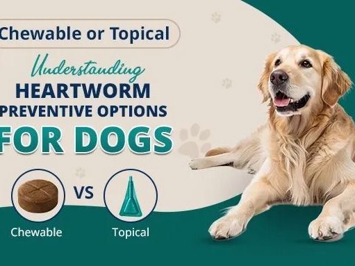 heartworm-prevention-for-dogs-chewable-vs-topical-treatments