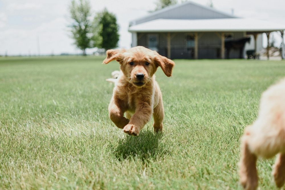 golden-retriever-breeders-indiana-big-0