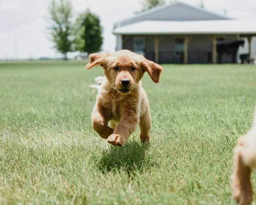golden-retriever-breeders-indiana