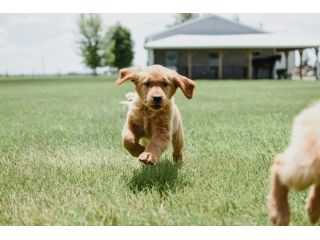 golden-retriever-breeders-indiana-small-0