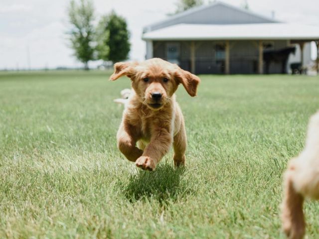 golden-retriever-breeders-indiana