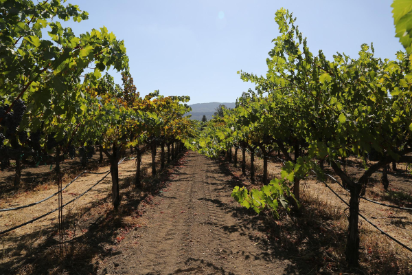 wine-tour-napa-adventures-with-tour-napa-sonoma-wines-big-0