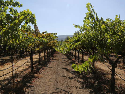 wine-tour-napa-adventures-with-tour-napa-sonoma-wines