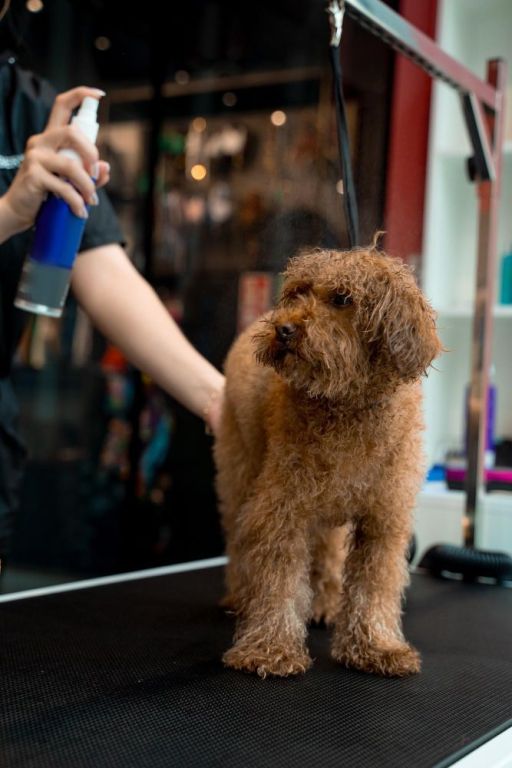 grooming-care-for-dogs-in-fort-worth-tx-chewbarka-grooming-big-0