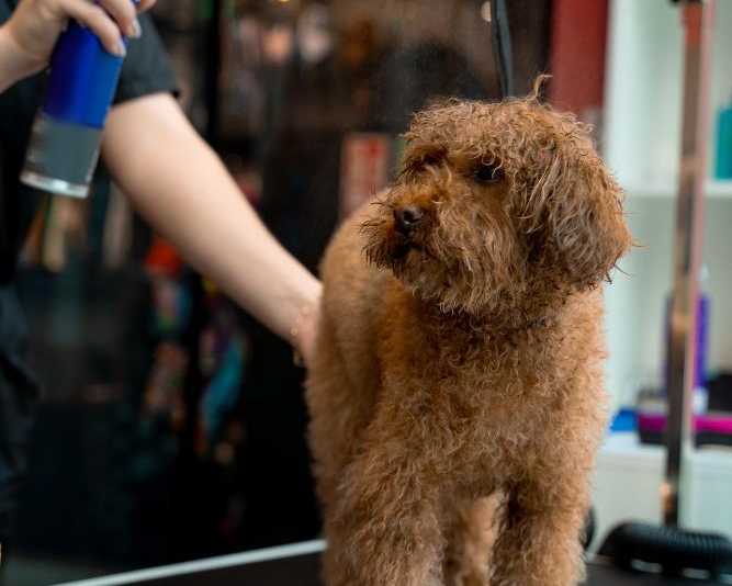 grooming-care-for-dogs-in-fort-worth-tx-chewbarka-grooming