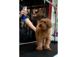 grooming-care-for-dogs-in-fort-worth-tx-chewbarka-grooming-small-0