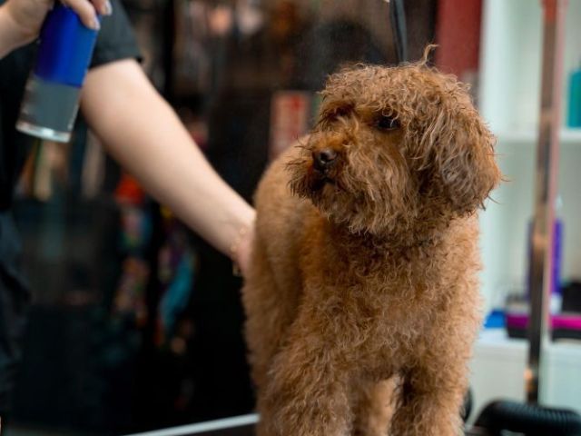 grooming-care-for-dogs-in-fort-worth-tx-chewbarka-grooming