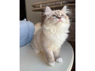 buying-siberian-kittens-online-small-0