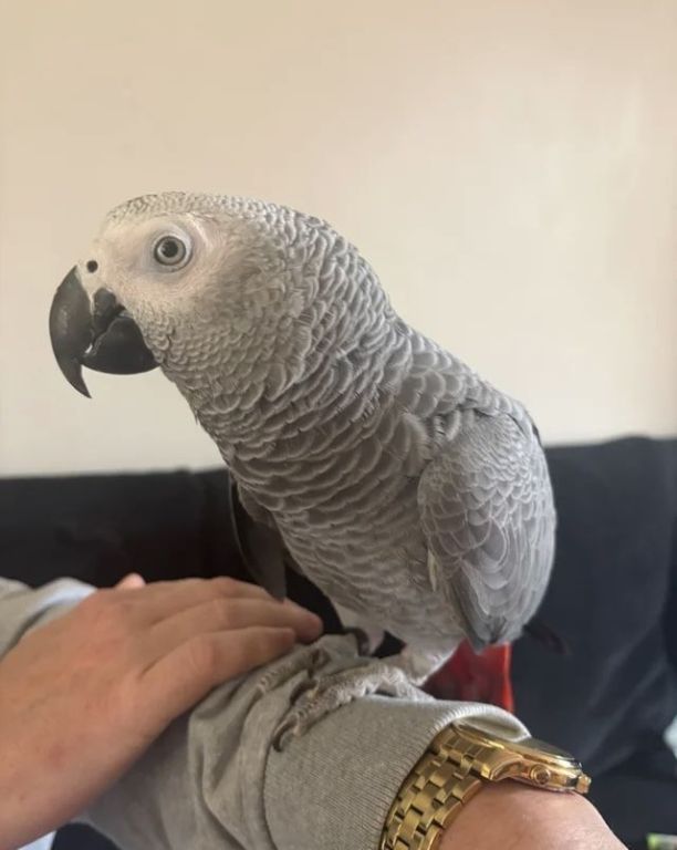 african-grey-big-3
