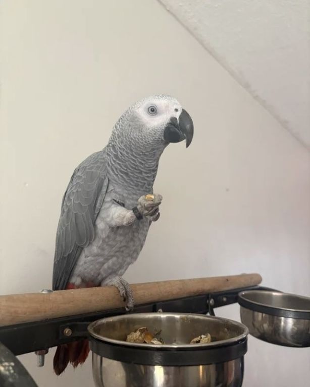 african-grey-big-2