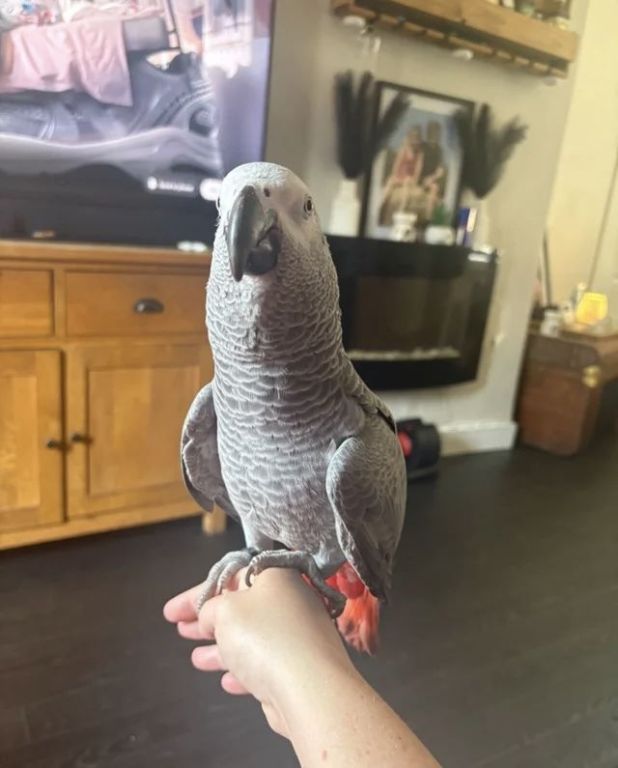 african-grey-big-1