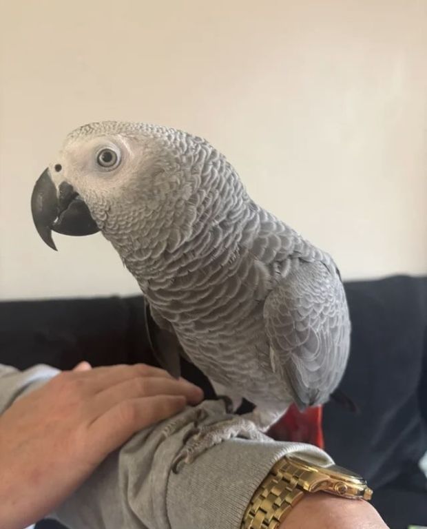 african-grey-big-0