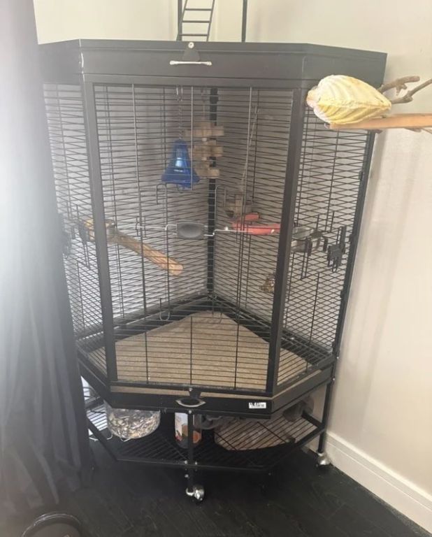 african-grey-big-4
