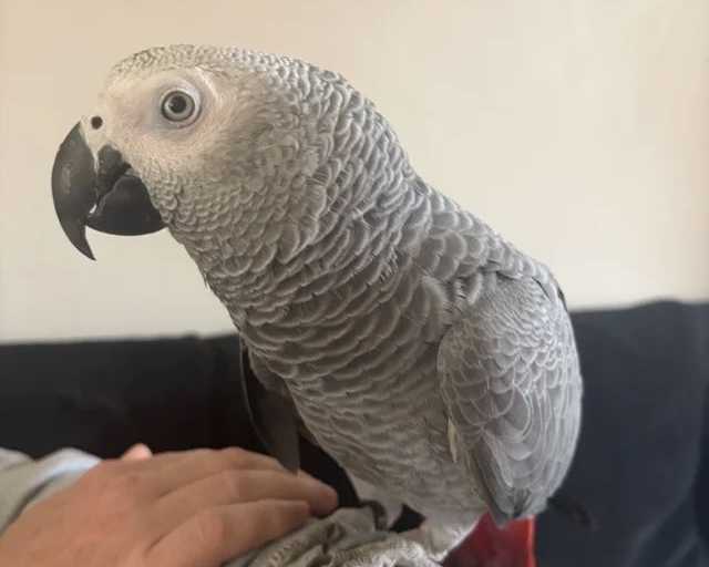 african-grey