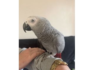 african-grey-small-3
