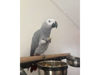 african-grey-small-2