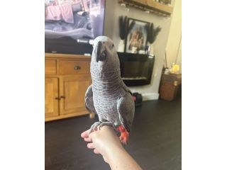 african-grey-small-1