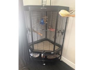 african-grey-small-4